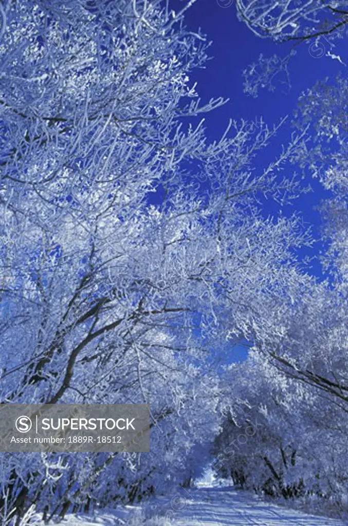 Snow and frost covered trees
