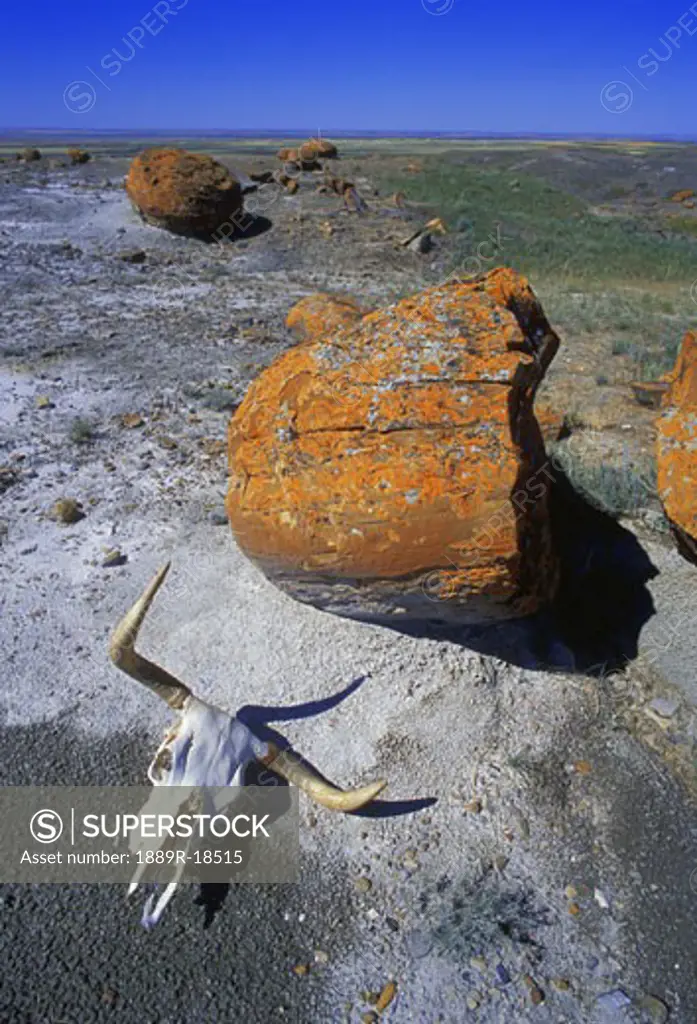Cow skull and large boulder in desert, Red Rock Coulee, Alberta, Canada