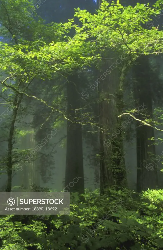 Trees, mist and sunbeams