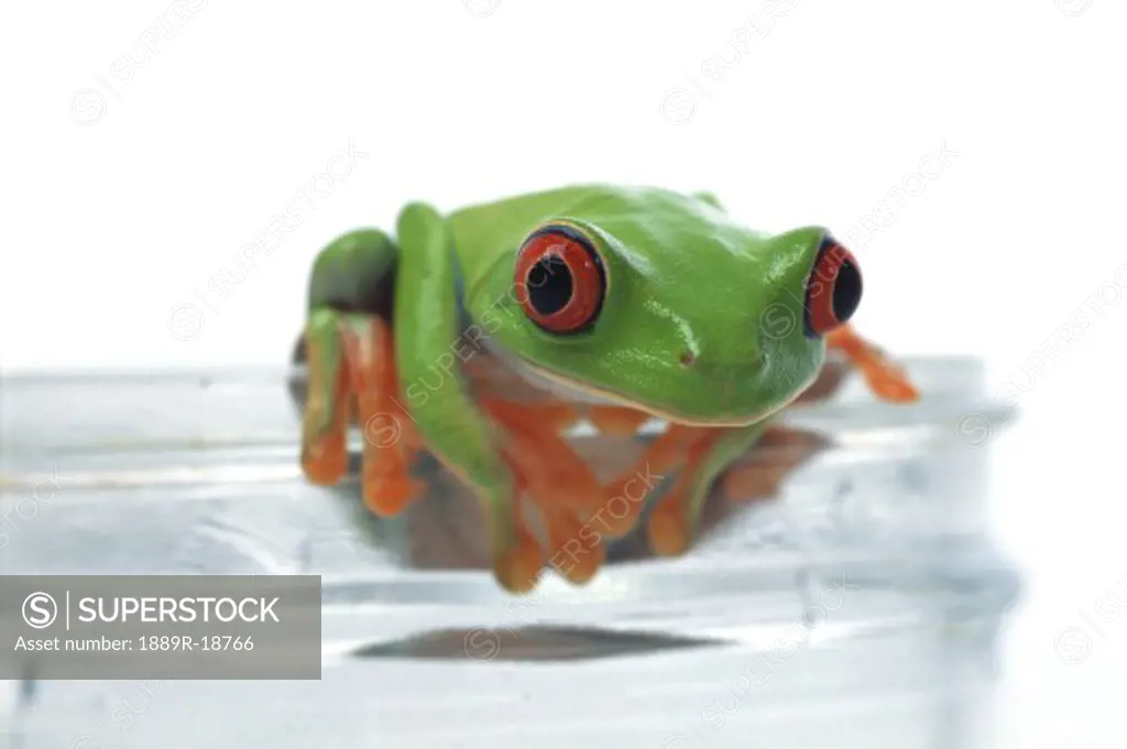 Red eyed tree frog hanging on