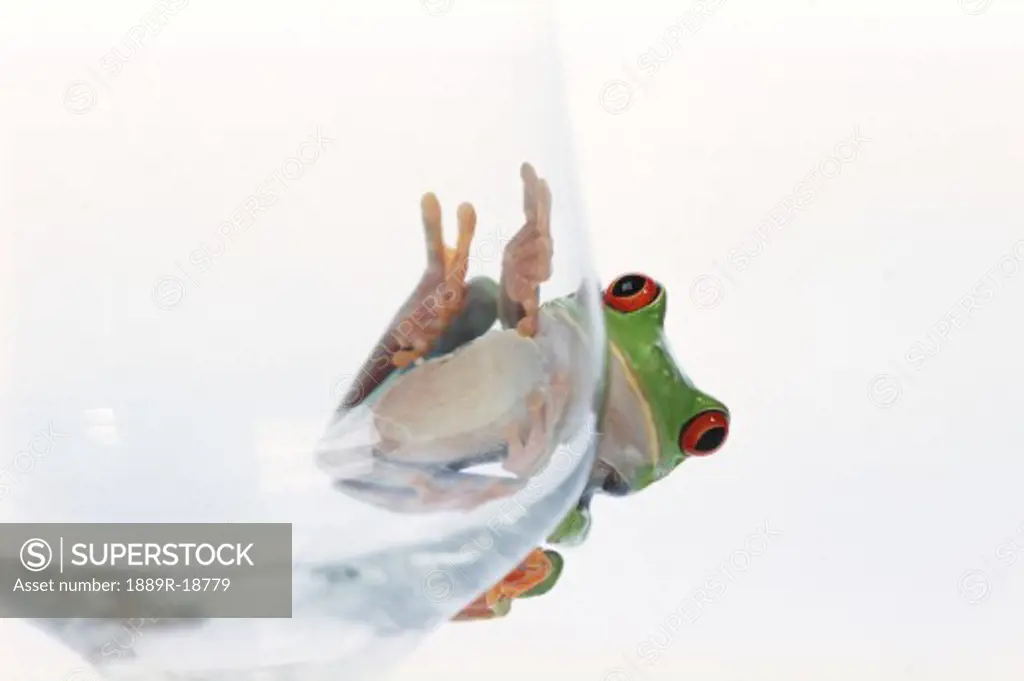 Red eyed tree frog on glass