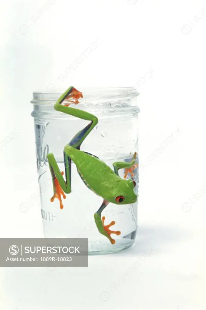 Frog leaping away from glass of water