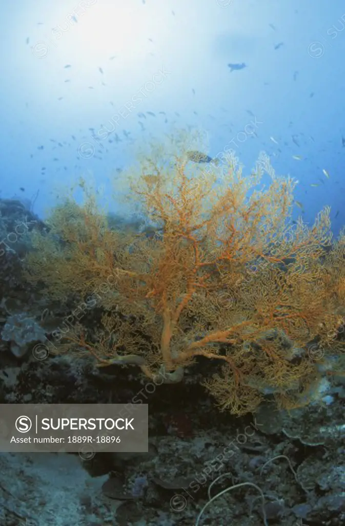 Yellow coral