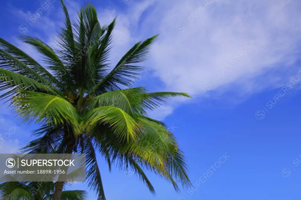 Palm tree against perfect sky