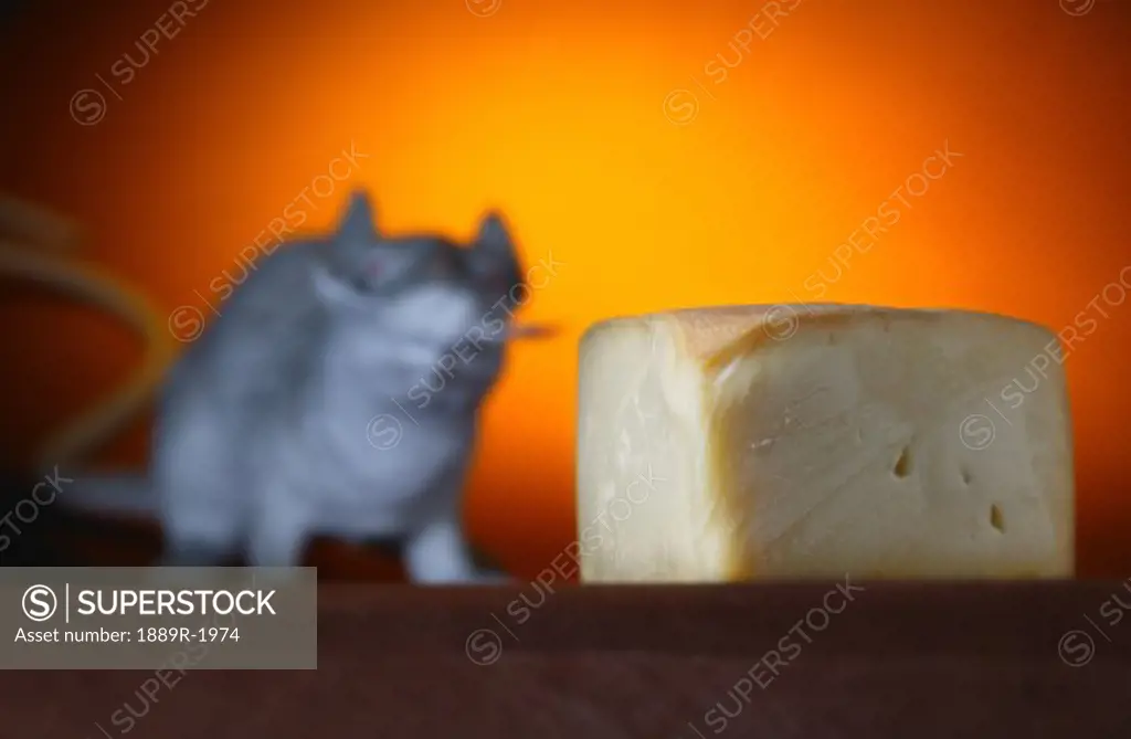 Piece of cheese and rat in background