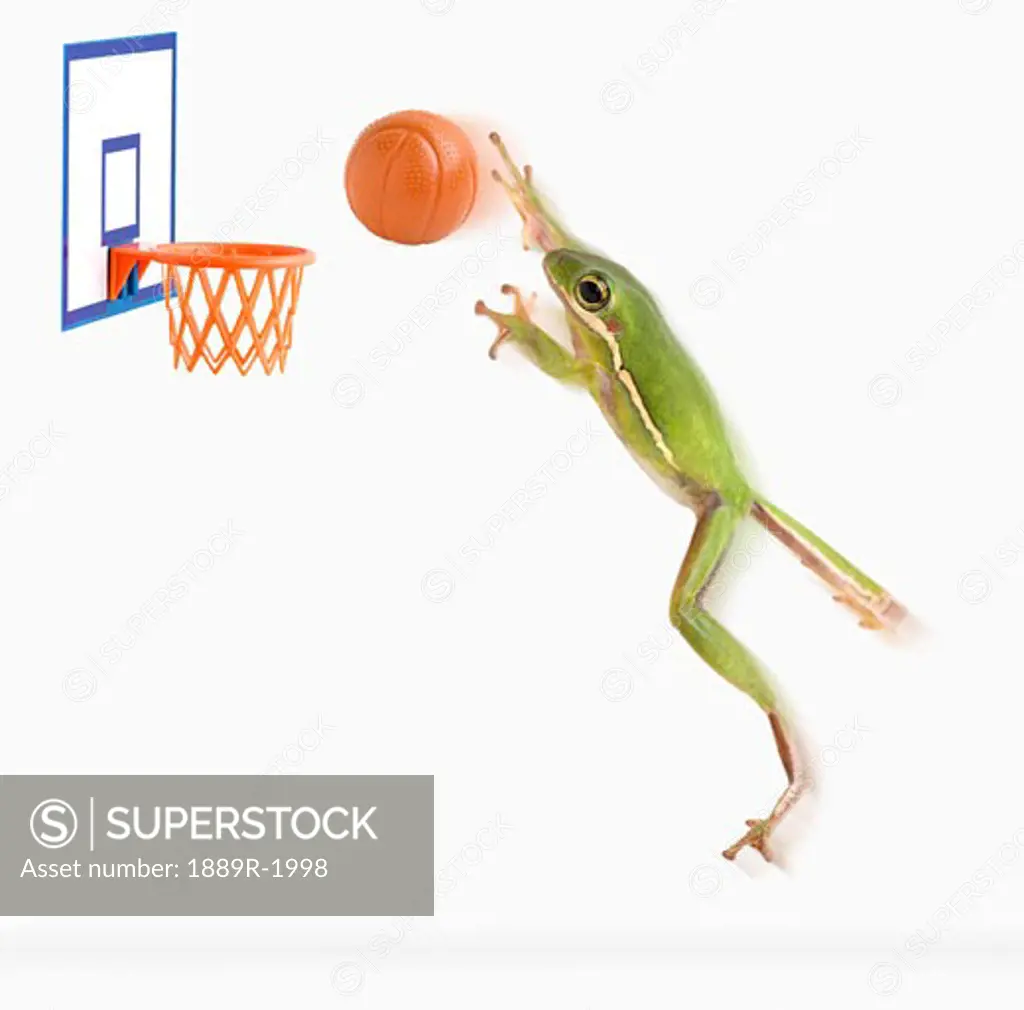 Frog playing basketball
