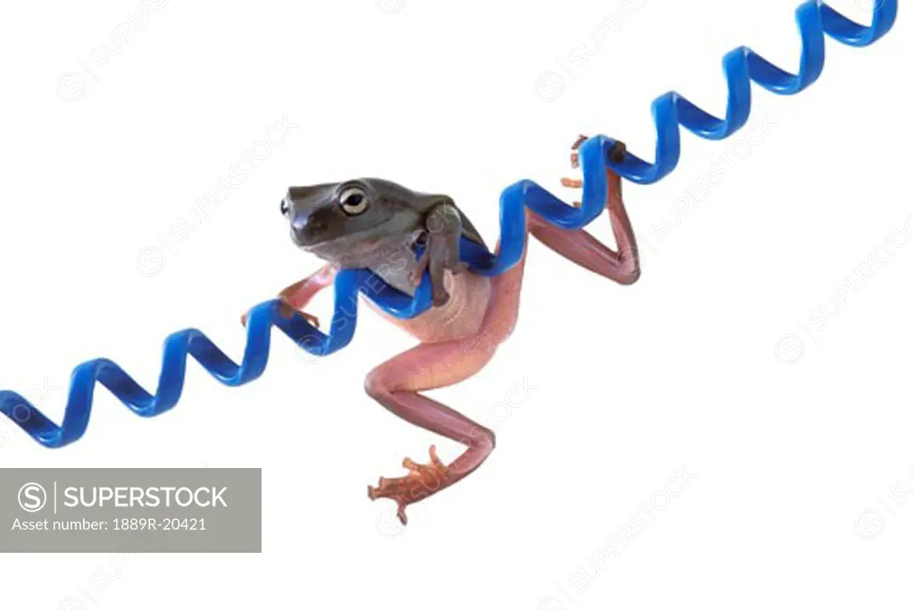 Frog hanging on blue cord