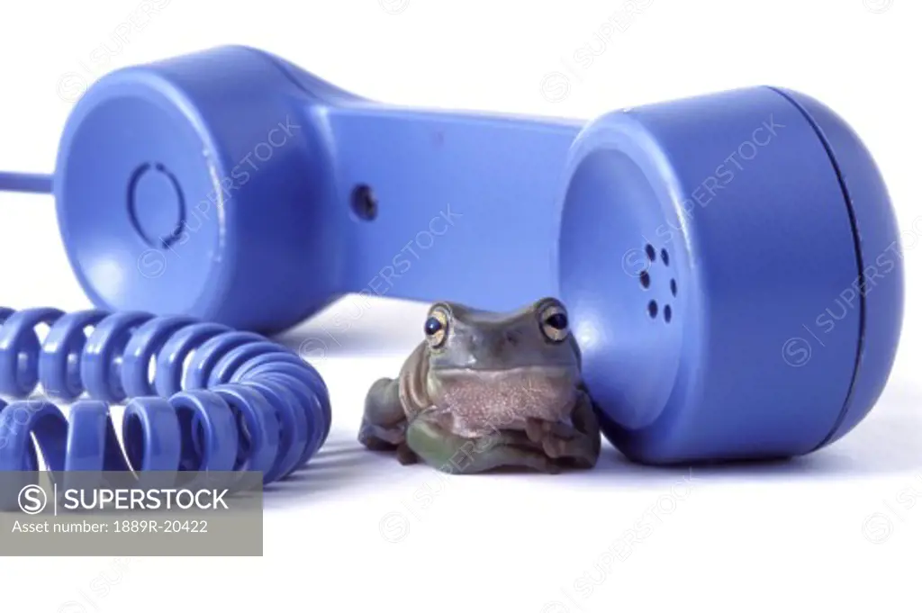 Frog talks on the phone