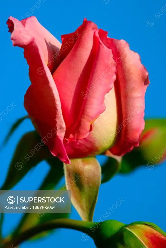 Pink and cream rosebud