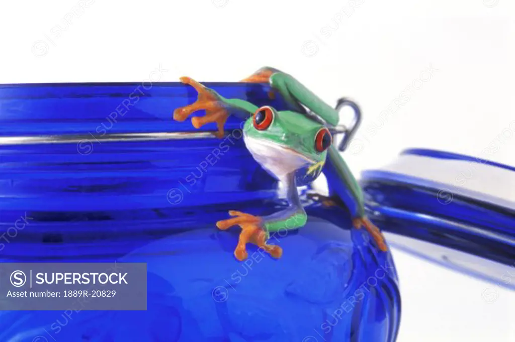 Frog hangs on jar