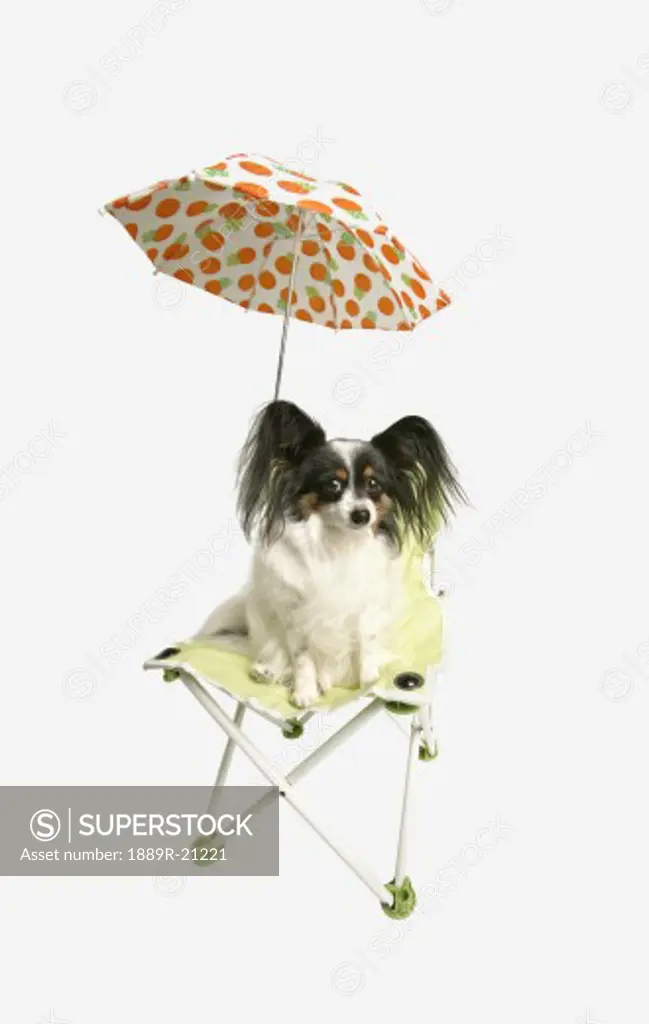 Dog on a beach chair