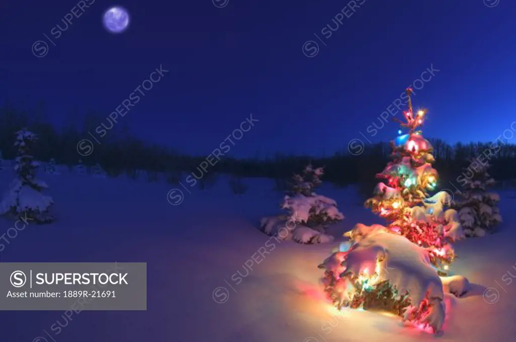Outdoor Christmas tree at night
