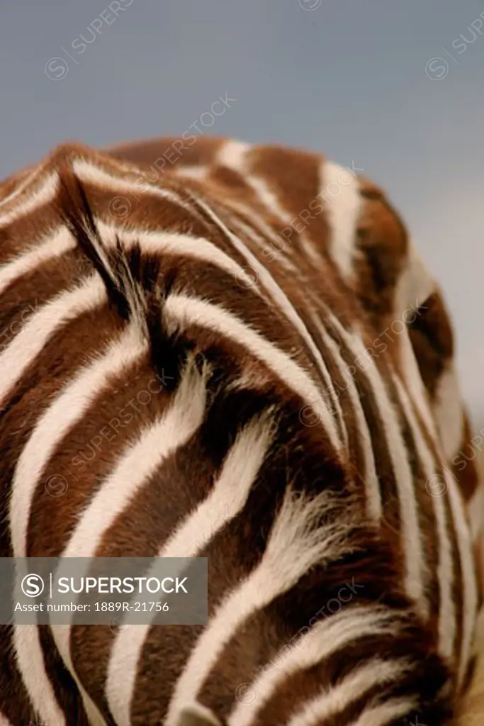 Part of a zebra