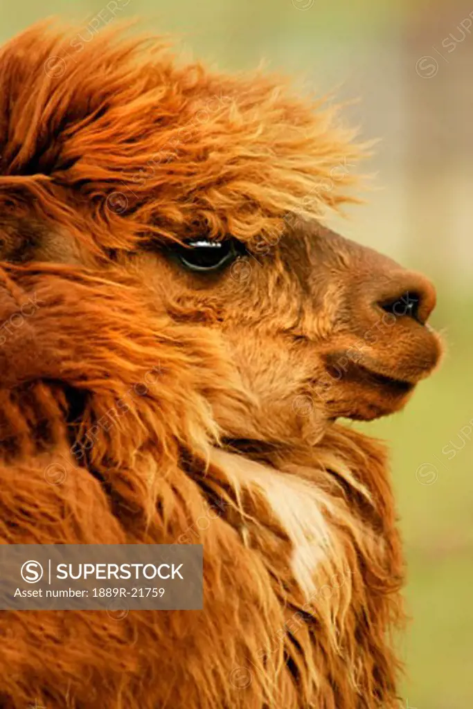 Profile of a camelid