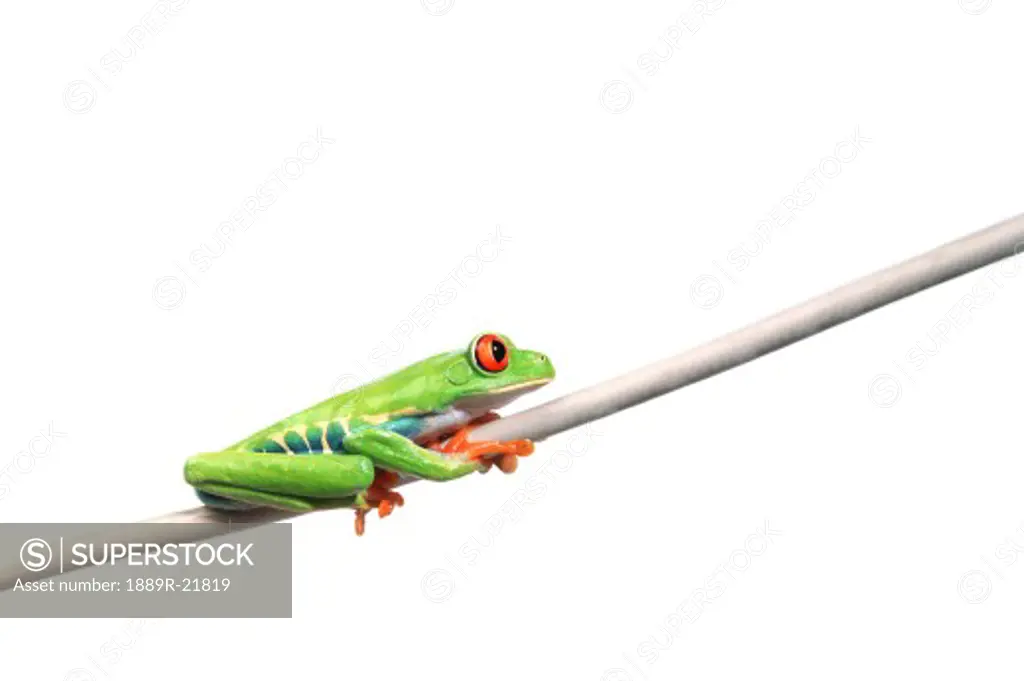 A frog hanging on