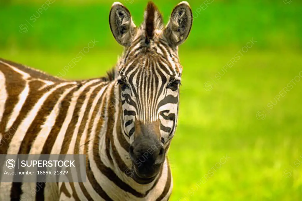A portrait of a zebra