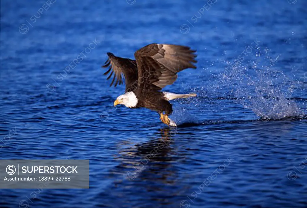 Bald Eagle catching a fish