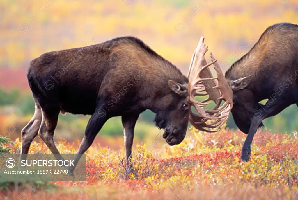 Moose sparring