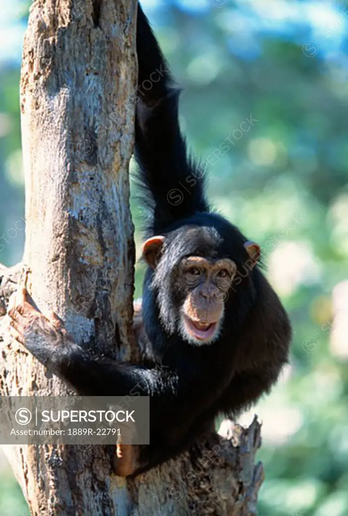 Chimpanzee hanging on tree