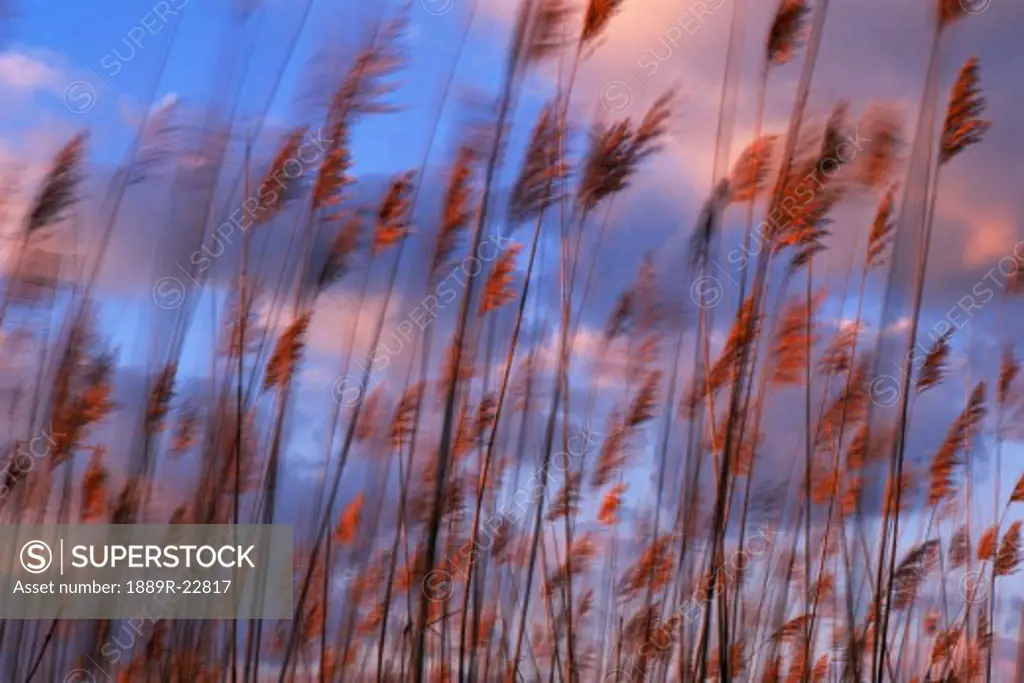 Grasses blowing in the wind