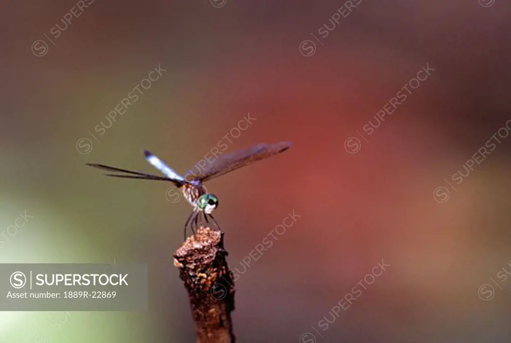 Green darner dragonfly