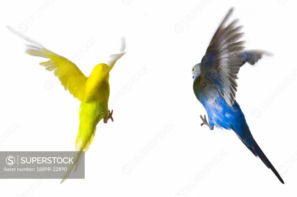 Two flying budgies