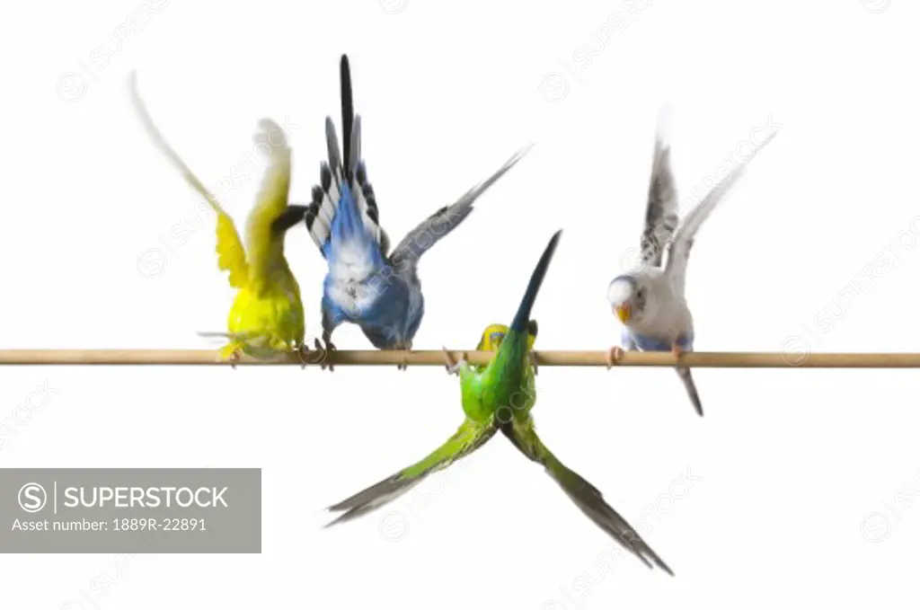 Four perched budgies