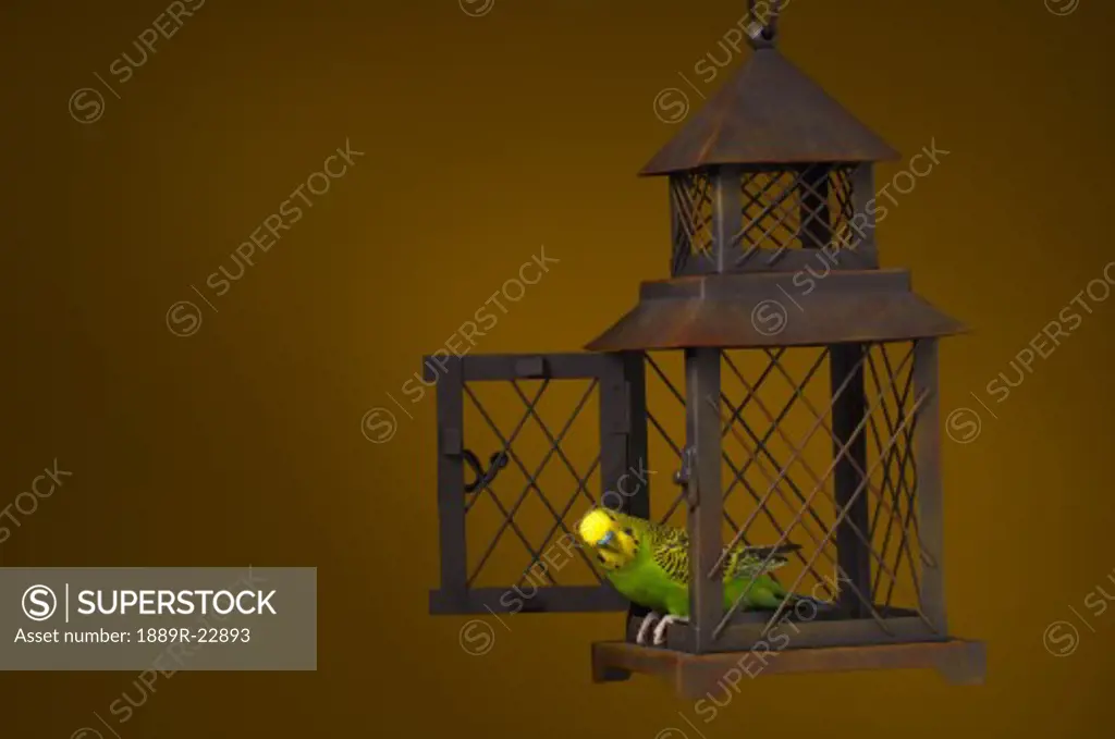 Bird escaping cage