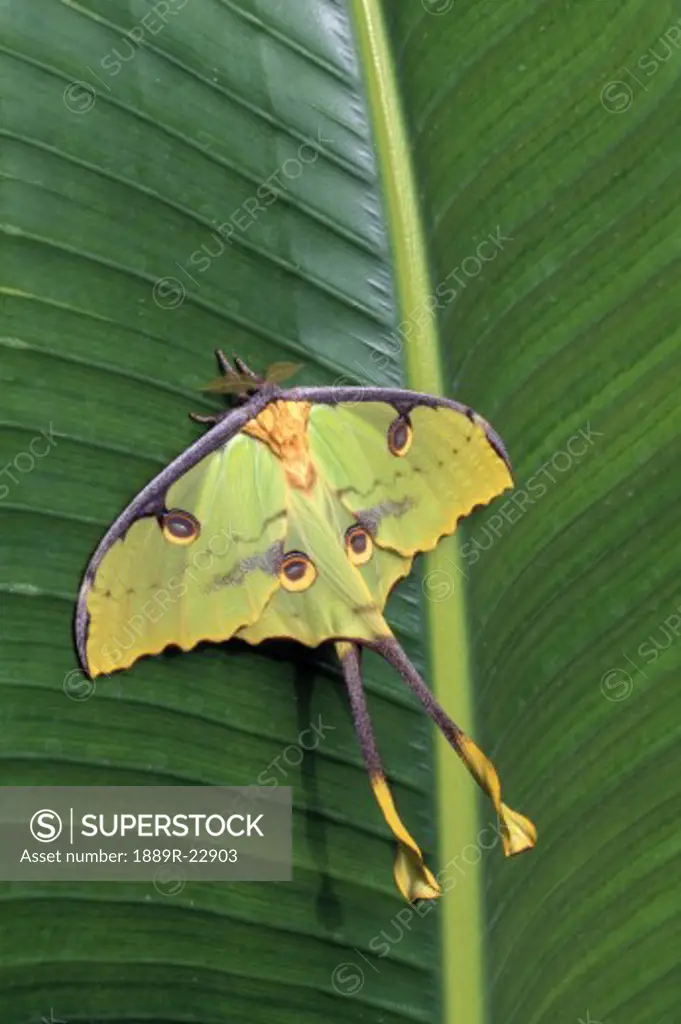 Unique bug on a leaf