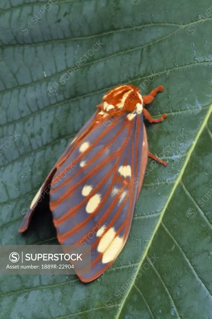 Moth on a leaf