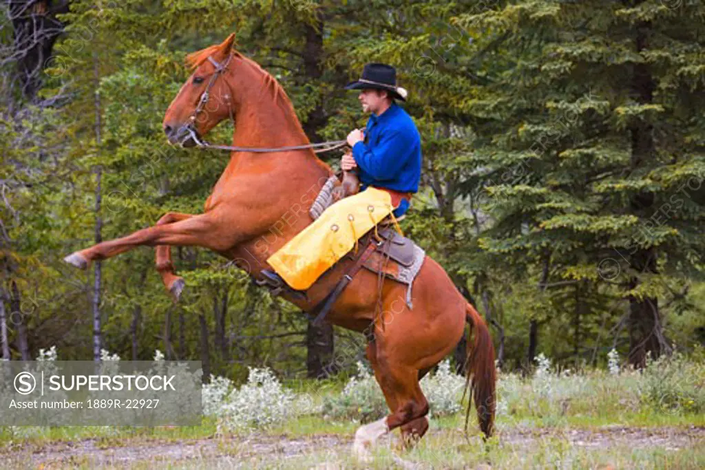 Cowboy on bucking horse