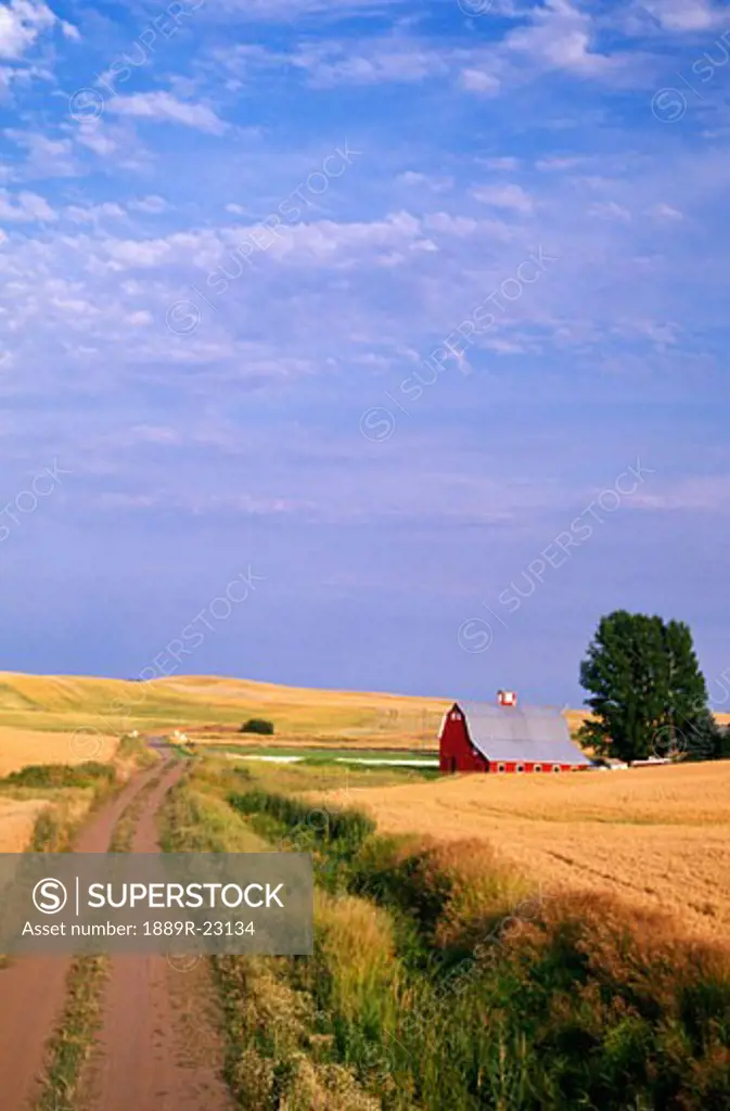 Dirt road through wheat field