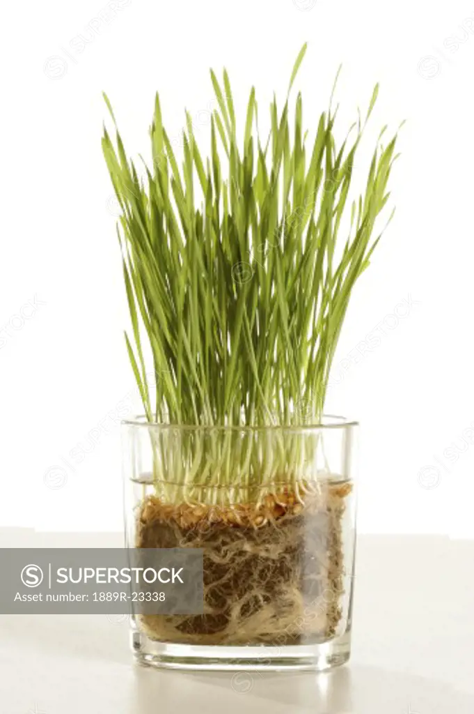 Wheatgrass in glass vase