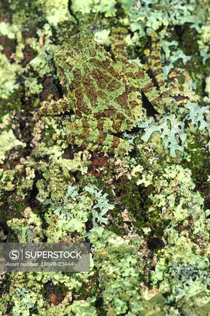 Camouflaged Vietnamese mossy tree frog