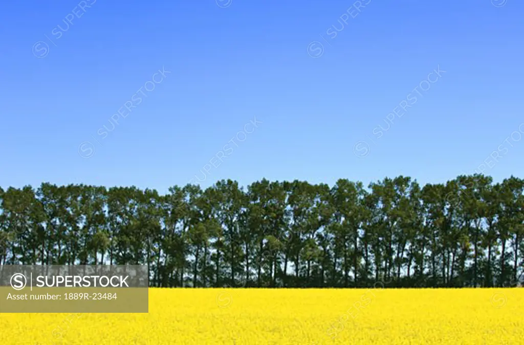 Canola and trees