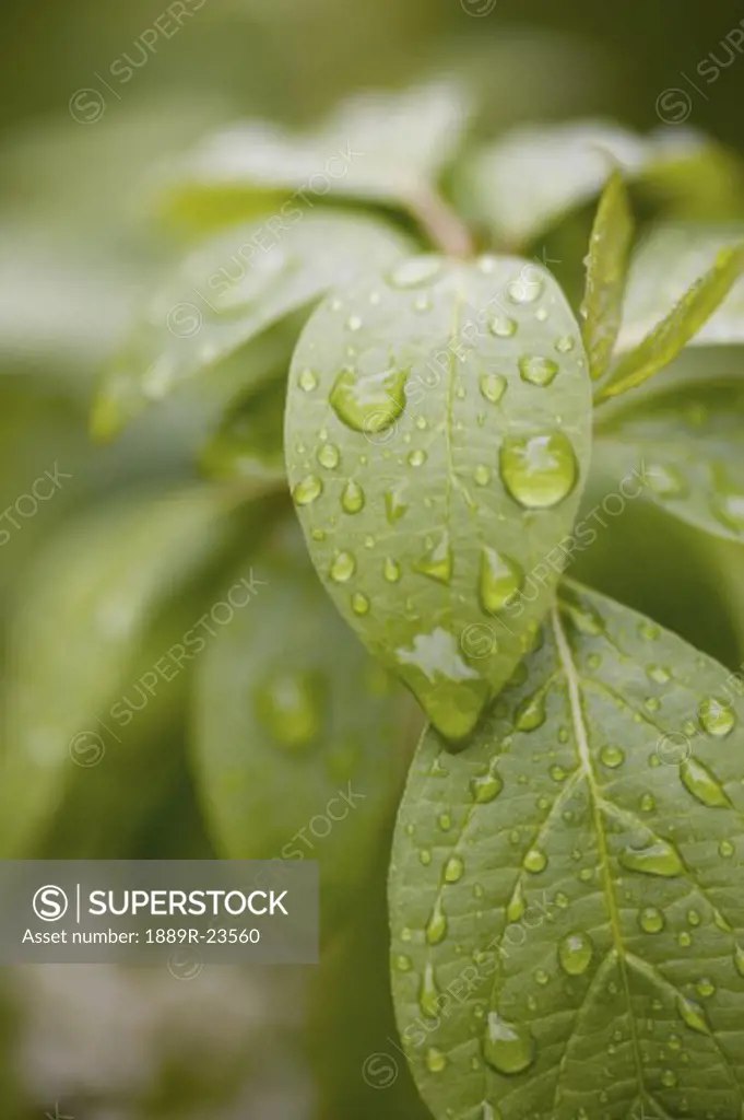 Leaves with dew drops