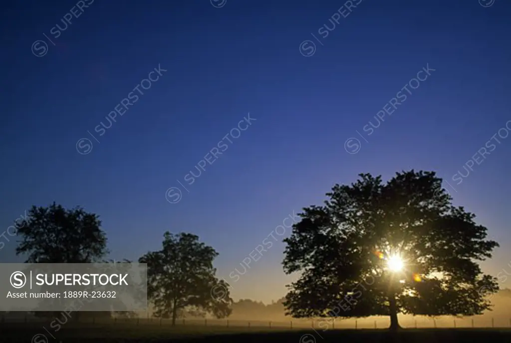Oak trees and sunburst