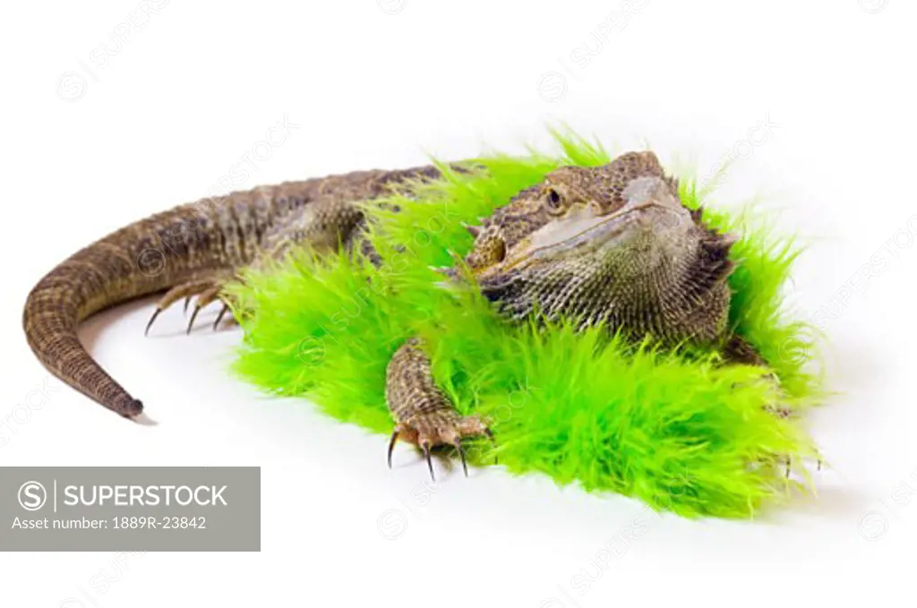 Bearded Dragon lizard wearing a boa