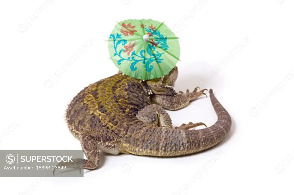 Bearded Dragon lizard with parasol