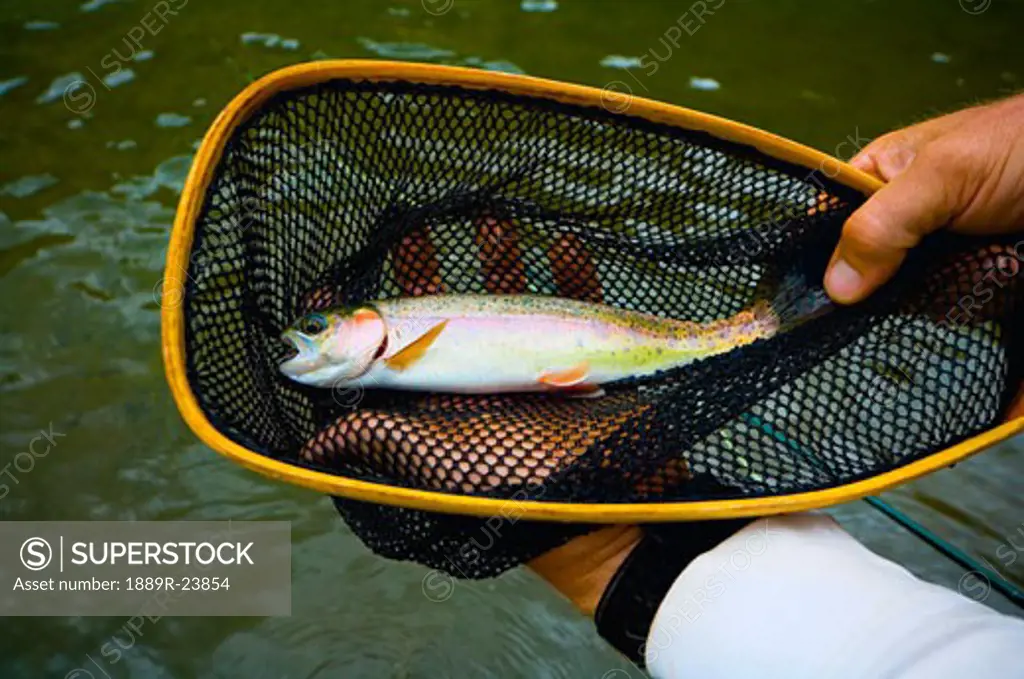 Rainbow trout caught in net