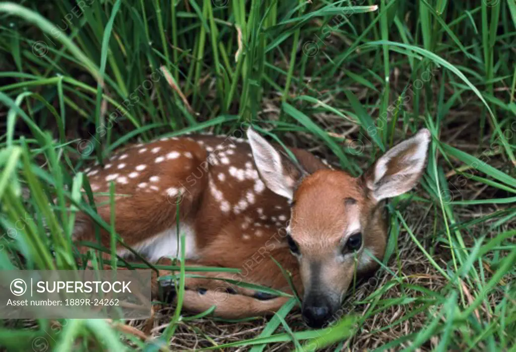 White-tailed fawn curled up in grass