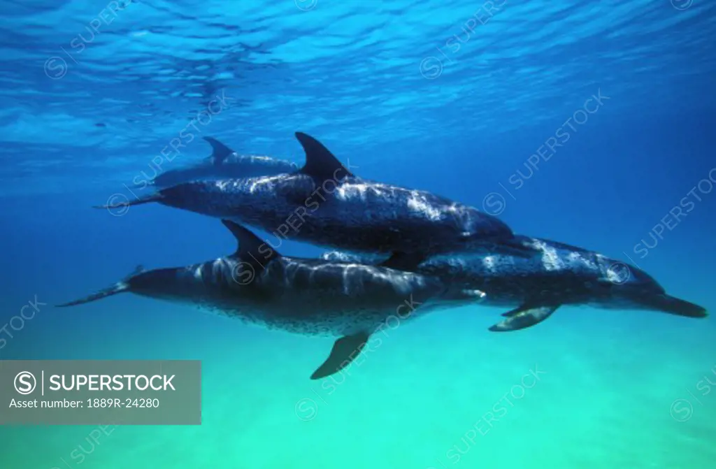 Atlantic Spotted Dolphins