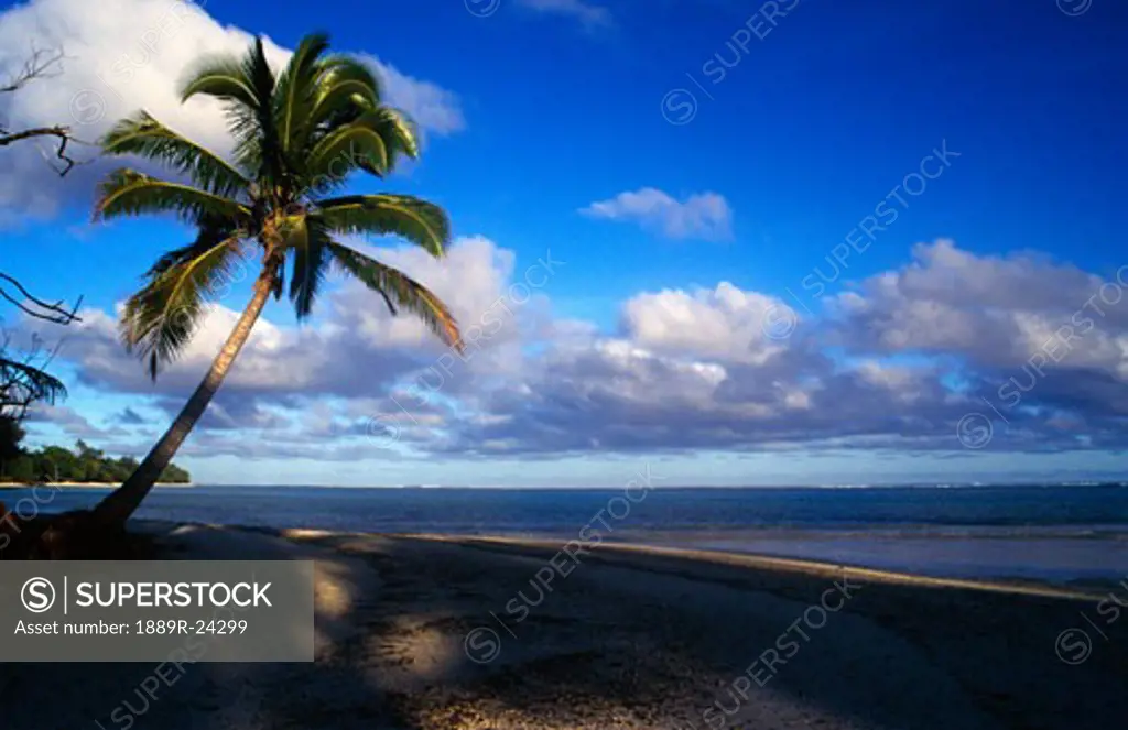 Palm tree on Rarotonga beach