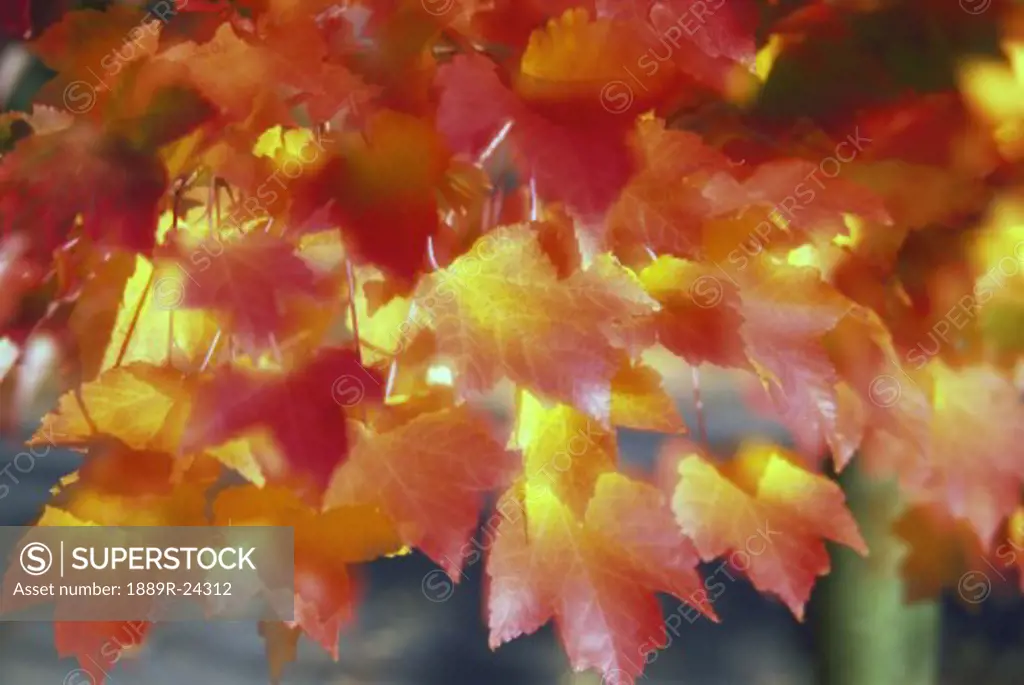 Autumn color of Maple tree leaves