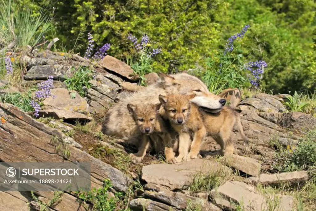 Wolf cubs and mother at den site