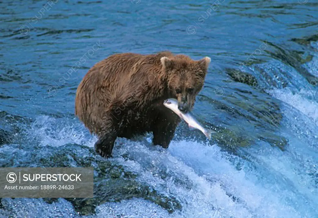 Grizzly bear with fish