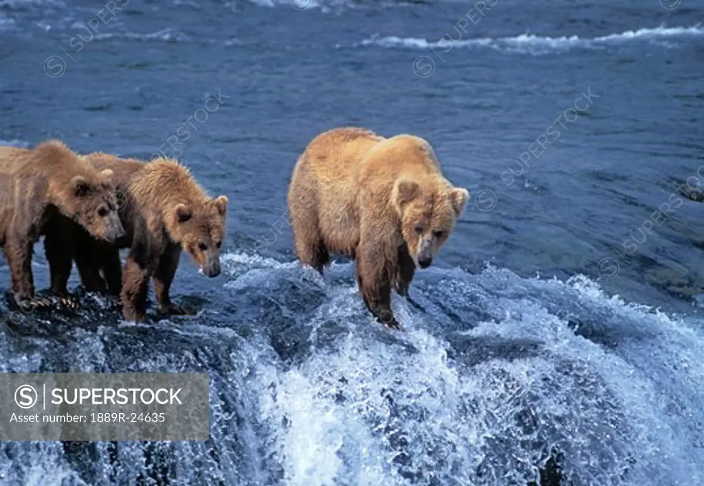 Grizzly bears on edge of waterfall