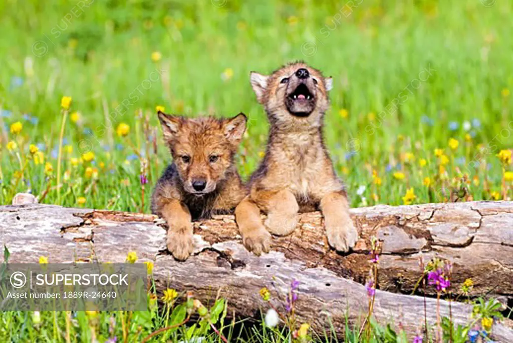 Wolf cubs on log