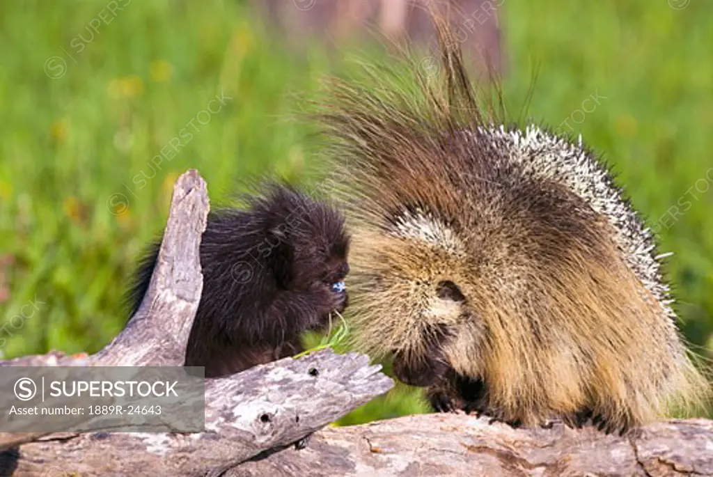 Porcupine baby and mother