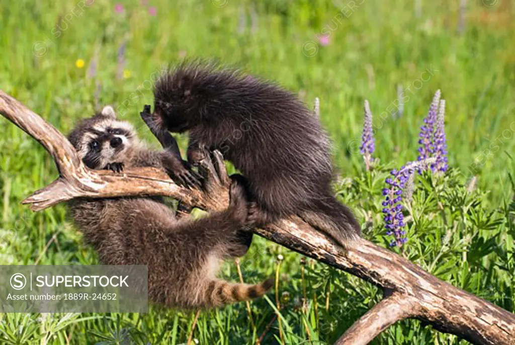 Baby raccoon and porcupine on branch